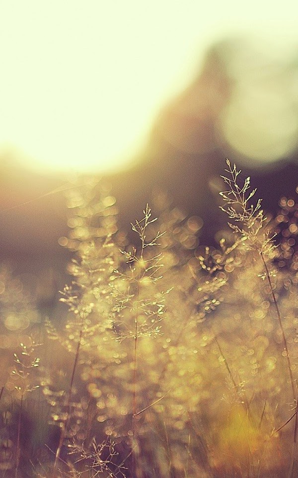 Blurred Grass Bokeh Android Wallpaper