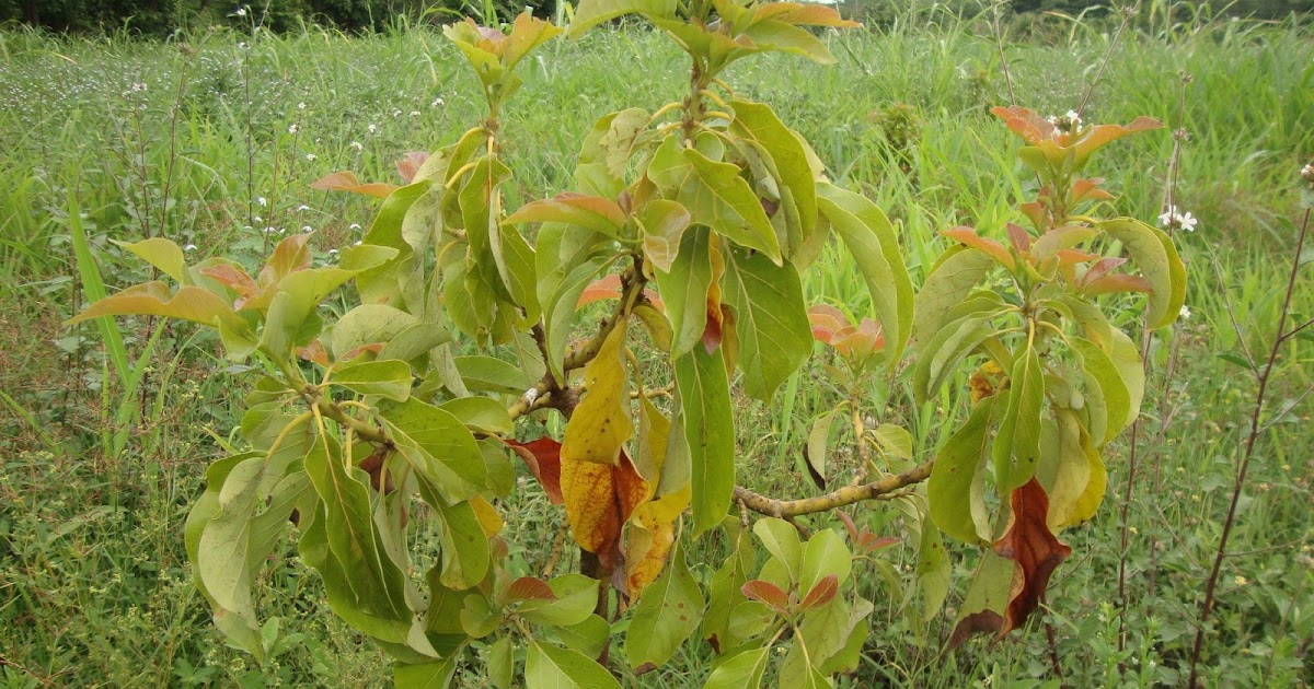Aguacates en Cojedes Caida de hojas y falta de Nitrógeno