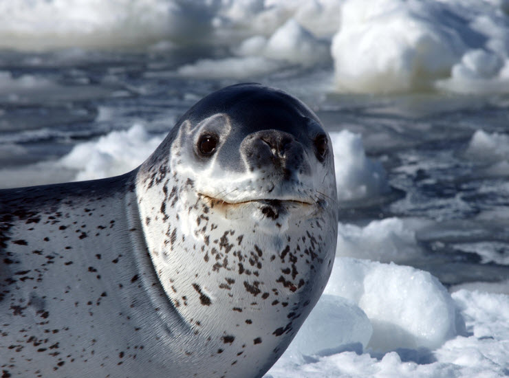 Animal You: Leopard Seal