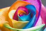une rose multicolore