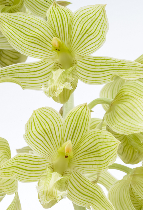 The Orchid Column Ginger Orchid