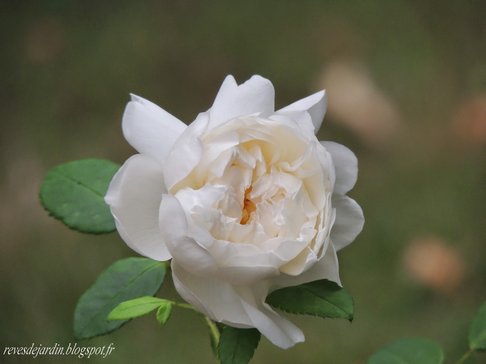 Concours Beaute Box Rose Mademoiselle