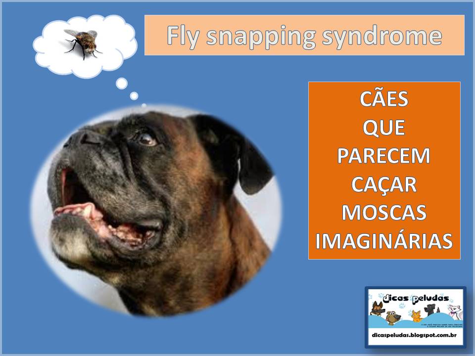DICAS PELUDAS CÃES QUE CAÇAM MOSCAS IMAGINARIAS