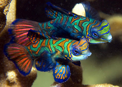 بالصور: أجمل 10 أسماك ملونه في عالم البحار Mandarine+fish+8