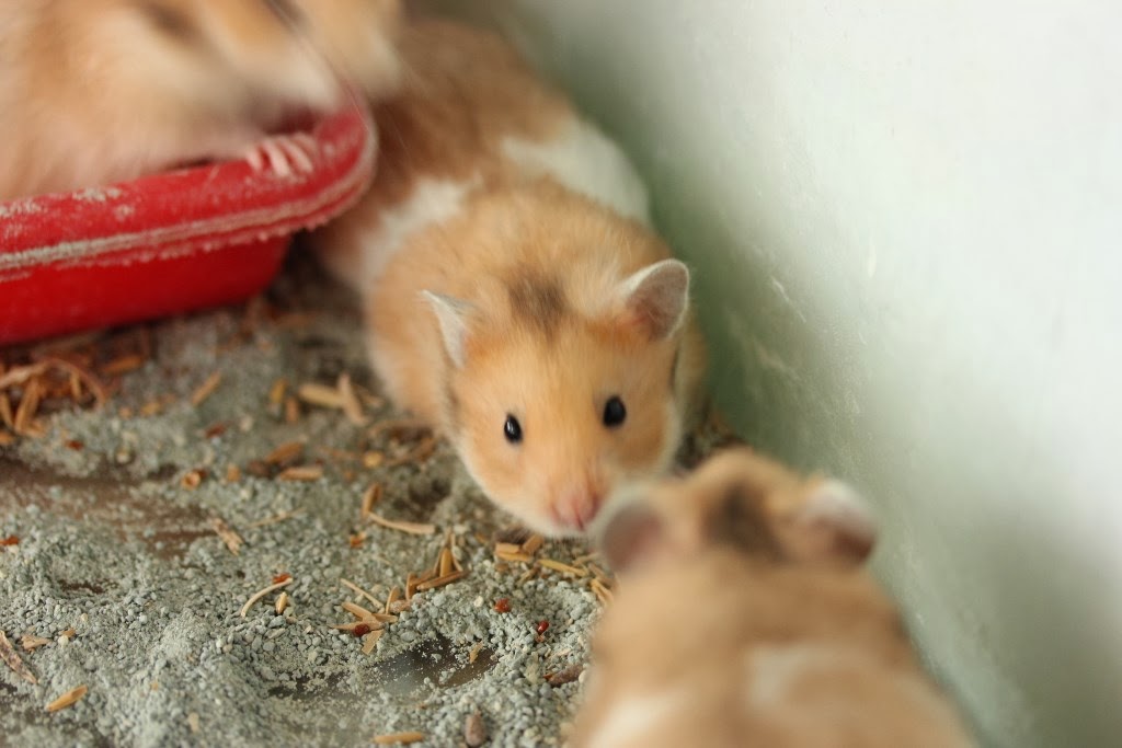 Syrian Short Hair Syrian Bulu Pendek Jual Peralatan