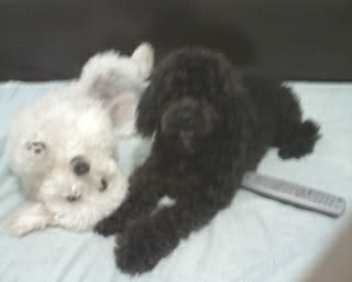 Floquinho and Picolino when puppies