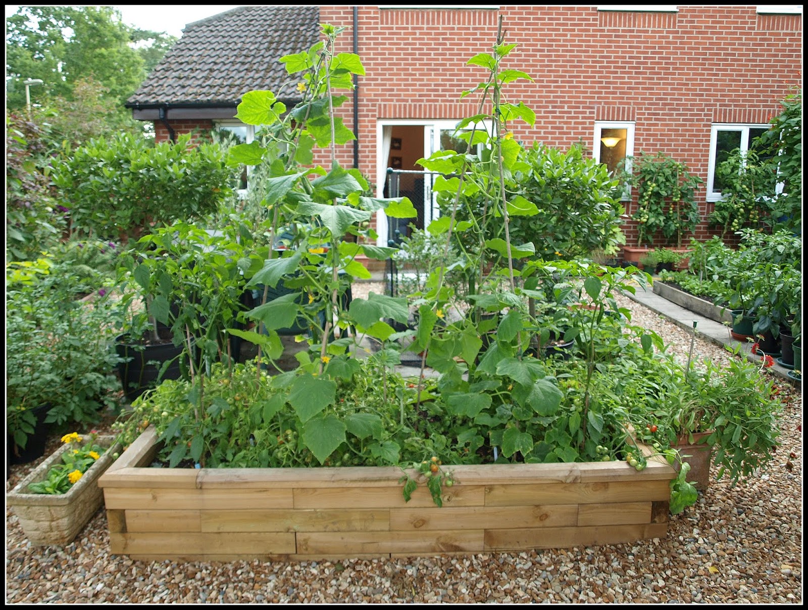 Mark's Veg Plot "Cocktail" Cucumbers