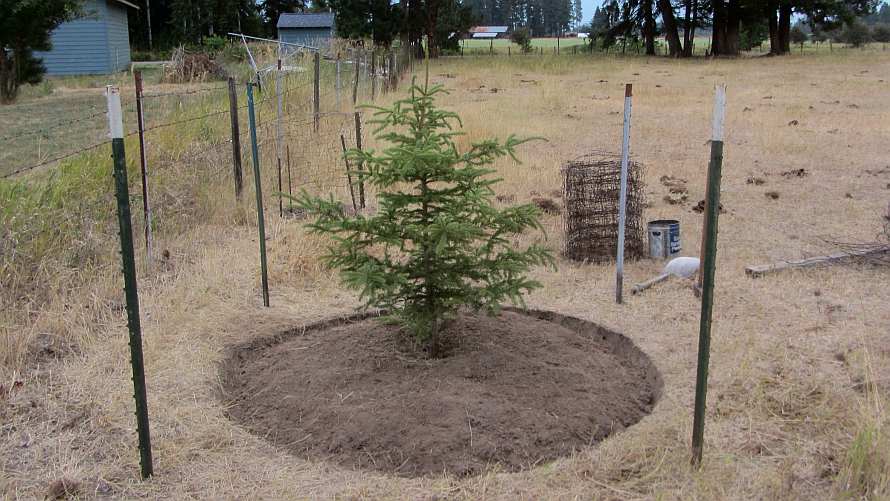 Life among the Tall Pines Protecting trees from the horses