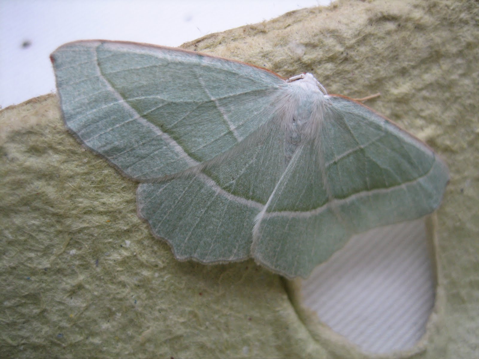 light emerald moth