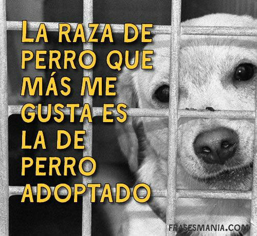 Perro de raza