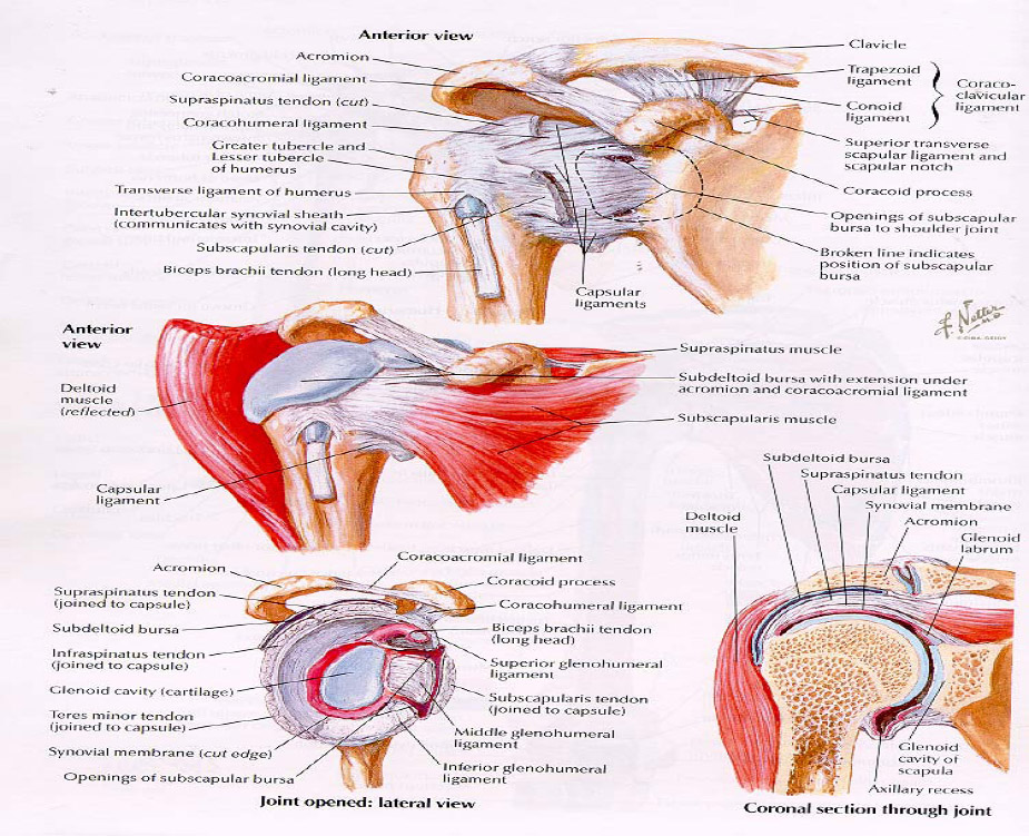 joint of upper limb