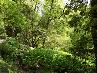 Woodland in the spring Woodland in the spring