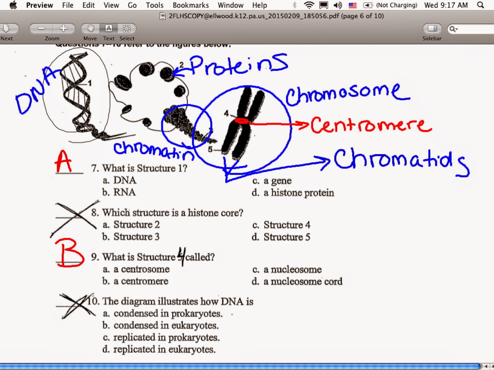 essay on dna replication Dna replication: dna replicates prior to cell division, so that chromosomes can be copied to give the same genetic code to every new diploid cell that is. essay on dna replication Dna replication: dna replicates prior to cell division, so that chromosomes can be copied to give the same genetic code to every new diploid cell that is.