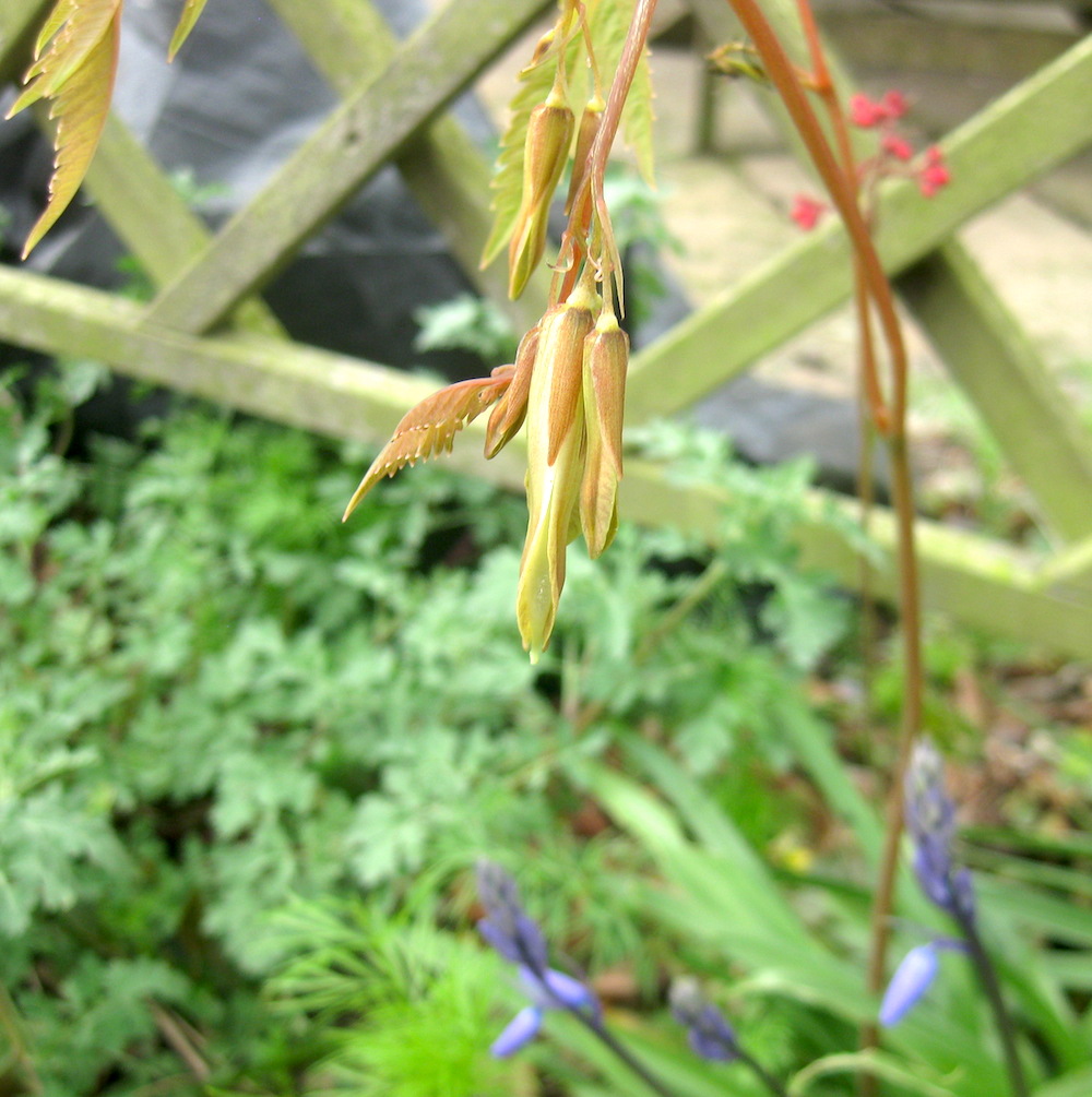 Roger Brook the no dig gardener Ichtyoselmis macrantha but it once