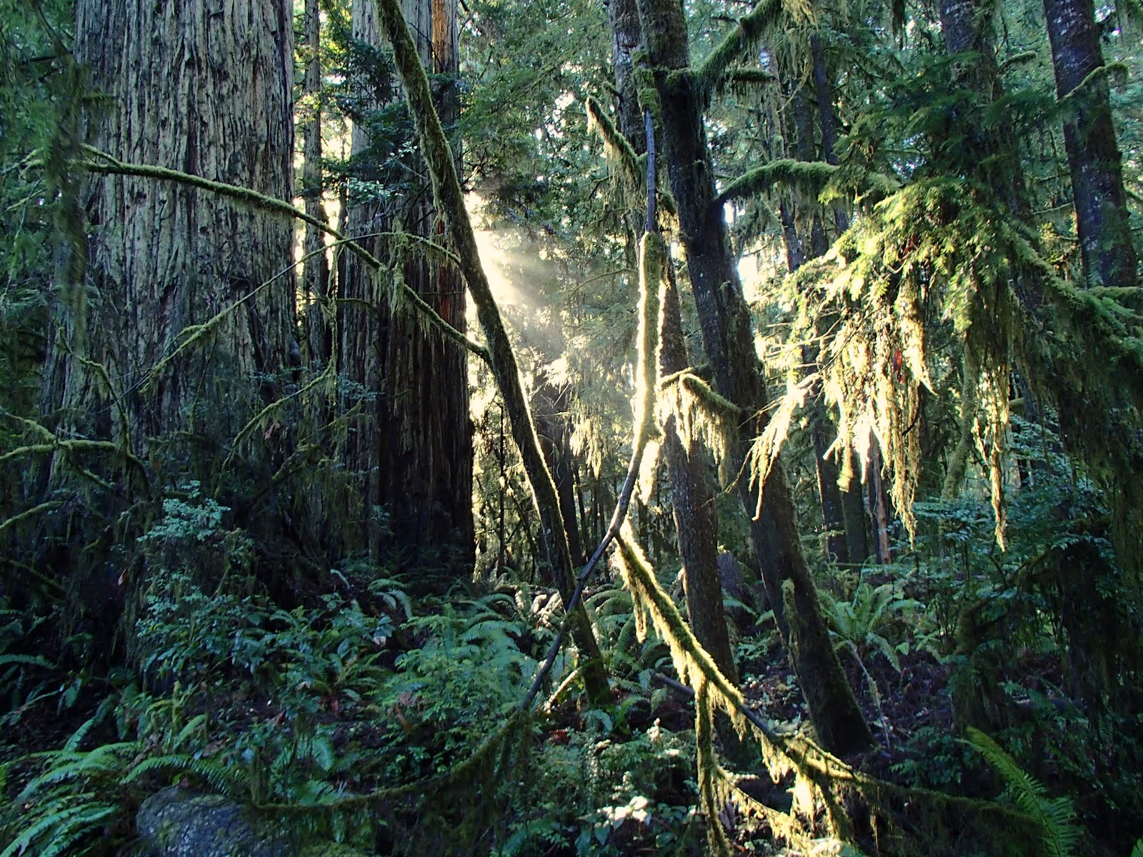 Are Dogs Allowed In The Redwoods