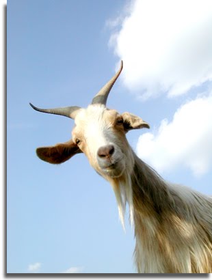 Elmer's Goat