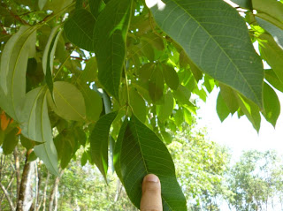 rubber leaves