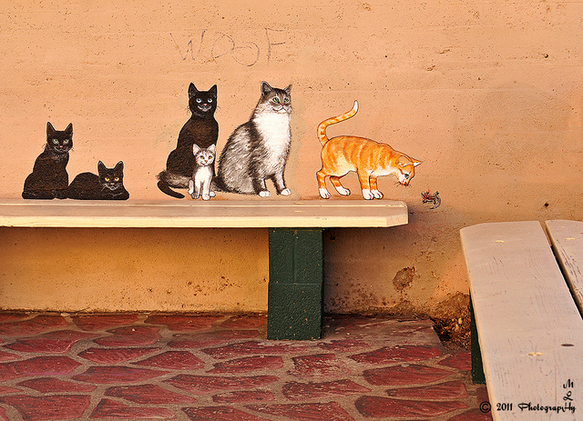 Cidade tem street art com pinturas de gatos