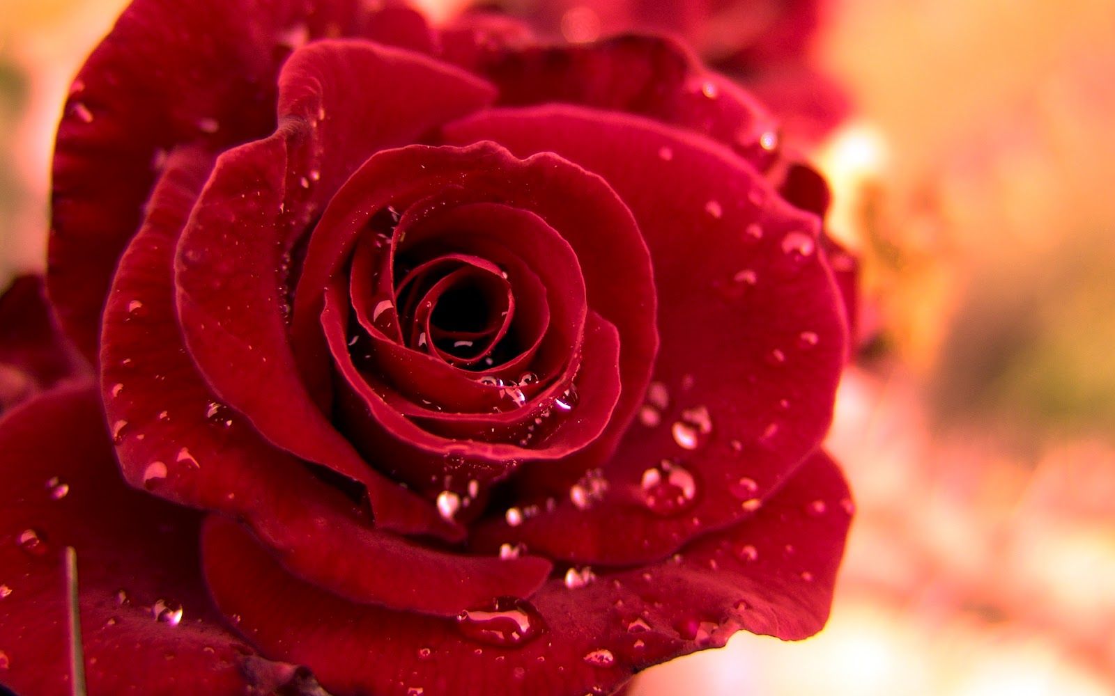 http://4.bp.blogspot.com/-ax4Ny82VEzI/T6_OpRu4U4I/AAAAAAAADA4/-bee4jEyxP0/s1600/-red-rose-wallpaper-for-rose-day.jpg