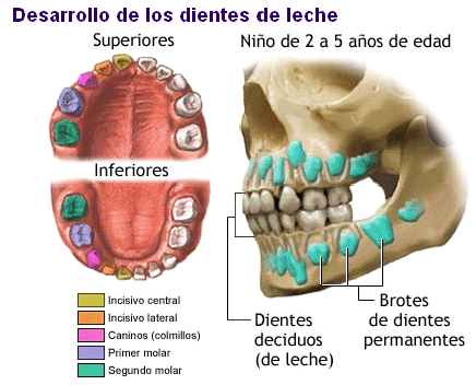 Nombre+De+Los+Dientes+Humanos anos debe tener 24 dientes un nino de 14 anos debe tener 28 dientes un ...