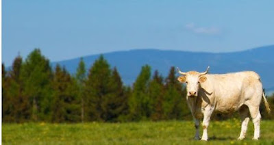 gambar hasil ib contoh sapi inseminasi buatan
