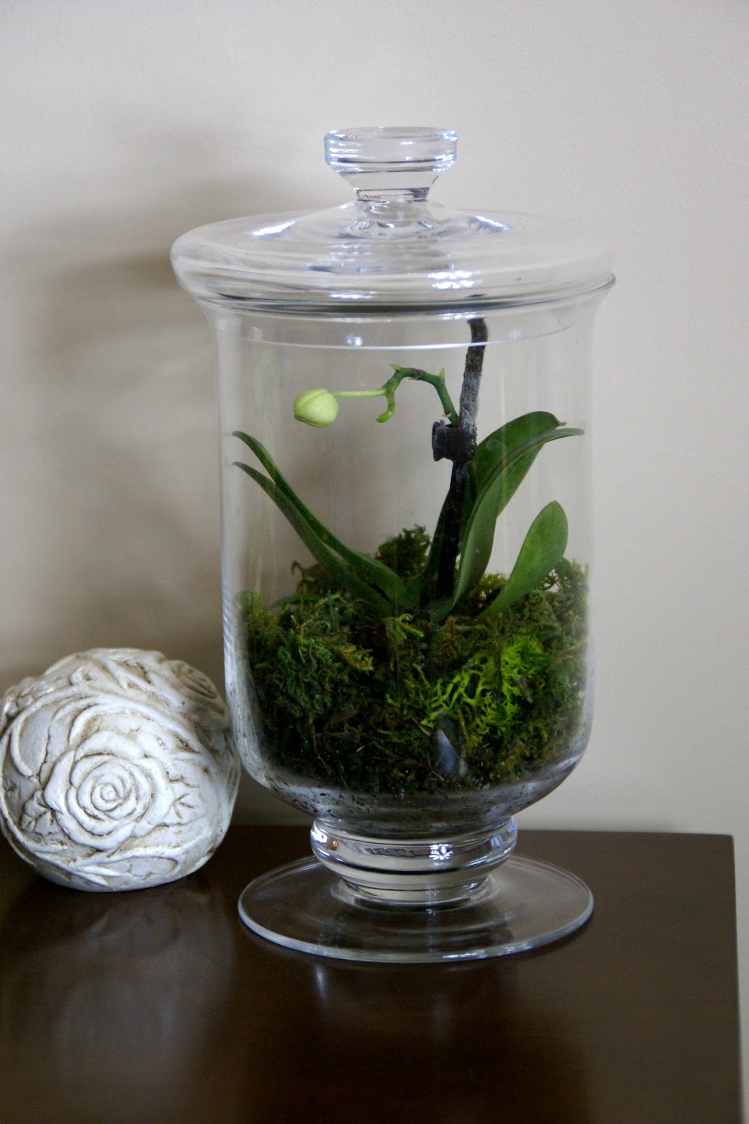 Speckled Fawn en Flower power Terrarium update