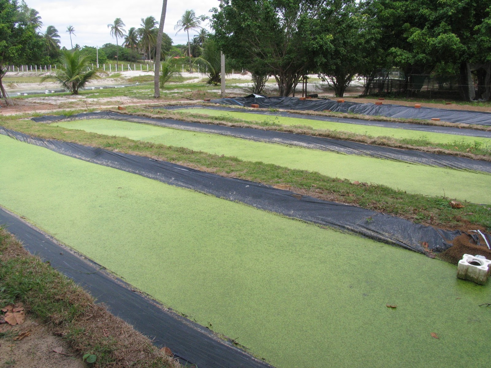 Tilapia farming How to build duckweed ponds