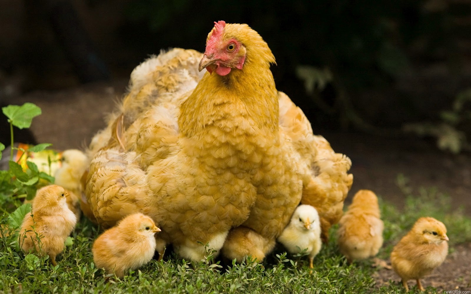 Chicken Wallpapers | Fun Animals Wiki, Videos, Pictures, Stories