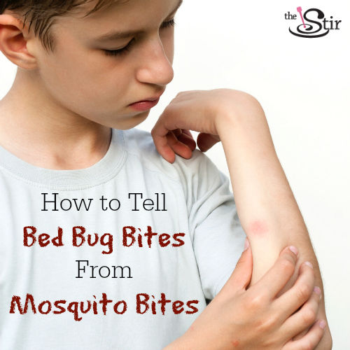 Mosquito vs Bed Bugs Mosquito vs Bed Bugs