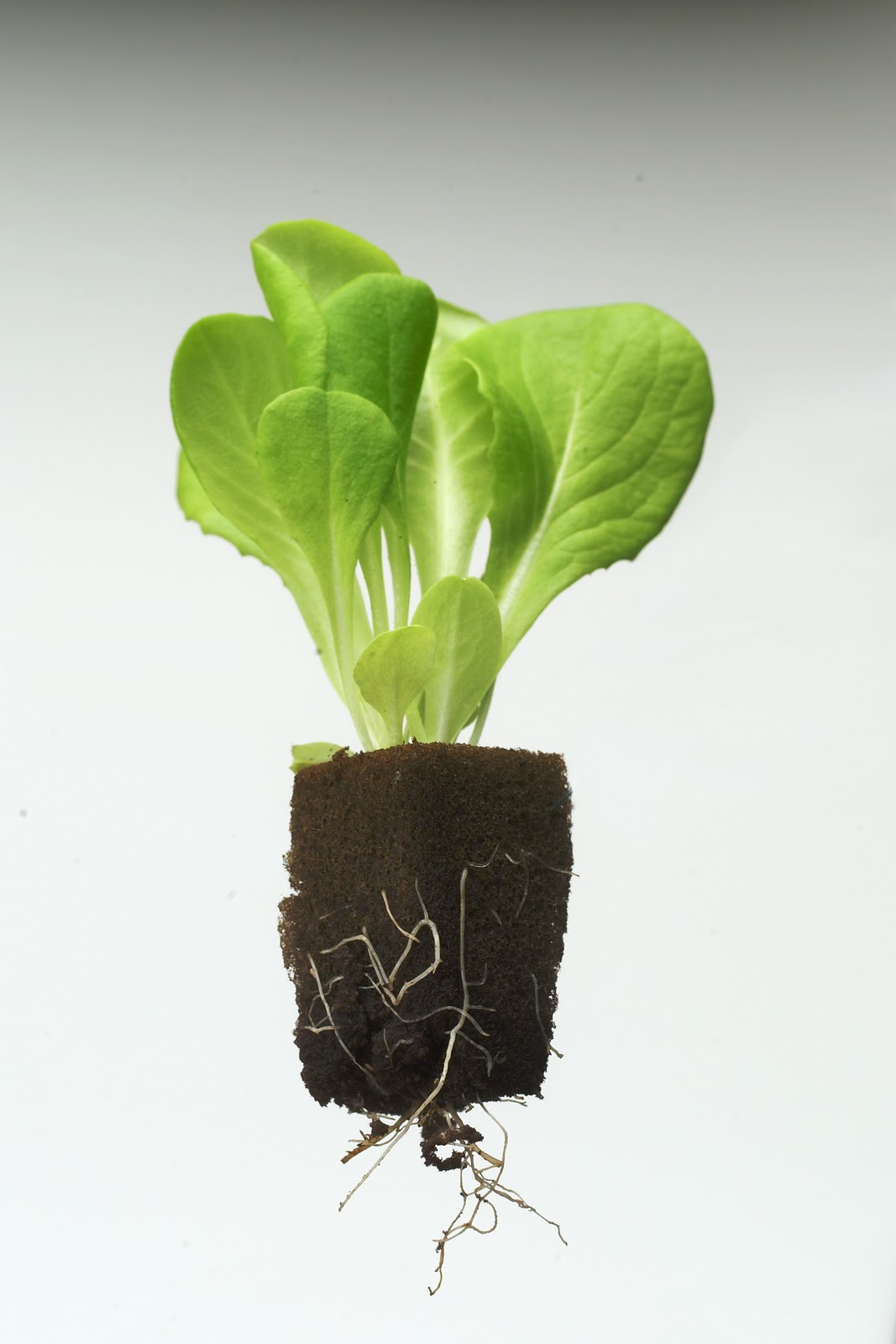 Hydroponic Lettuce Production in Phenolic Foam Hort Americas