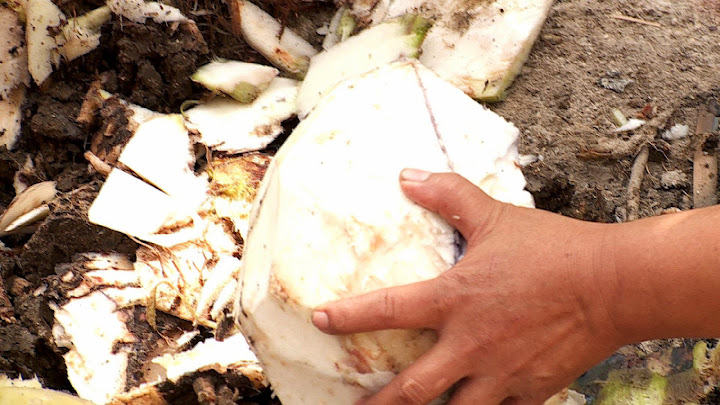 Cara Membuat Keripik Dan Abon Bonggol Pisang Cara Membuat Keripik Dan Abon Bonggol Pisang