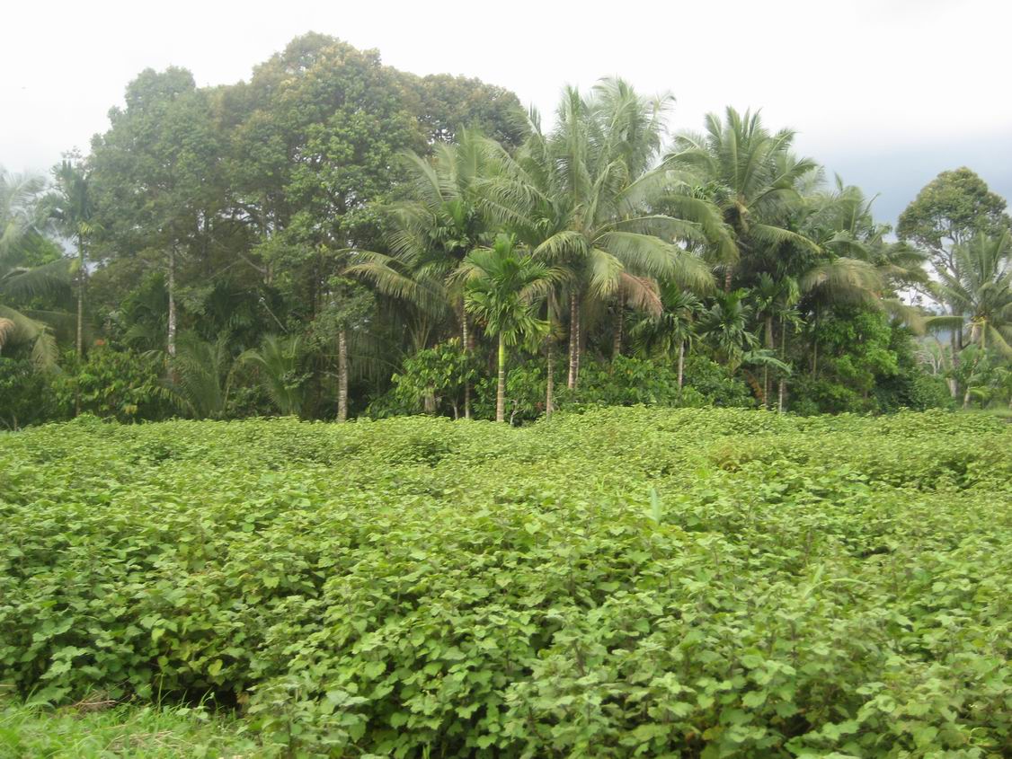 Kebun Nilam yang subur didukung bibit yang unggul