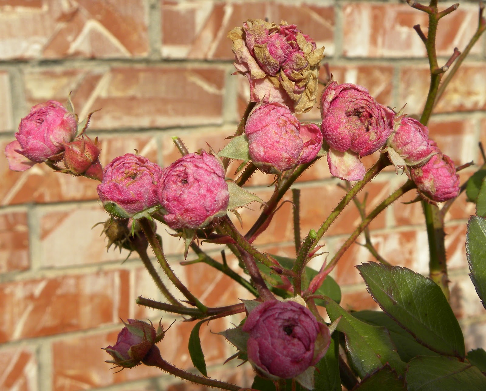 Red Dirt Roses December 2011