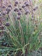 Giant chives