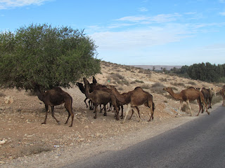 De volgende dag rijden we via een bergroute door een gebied waar veel Berbers wonen, meest nomaden, die vanuit een vaste woon- en verblijfplaats met hun dromedarissen in de regio rondtrekken op zoek naar vers groen voor hun kudde.