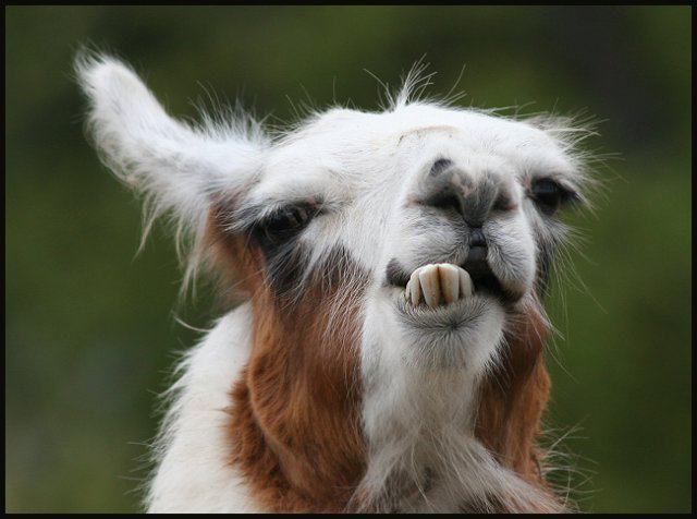 Funny Llamas Funny Llamas