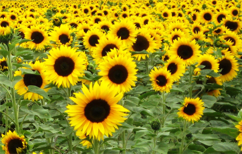 girasol girasol