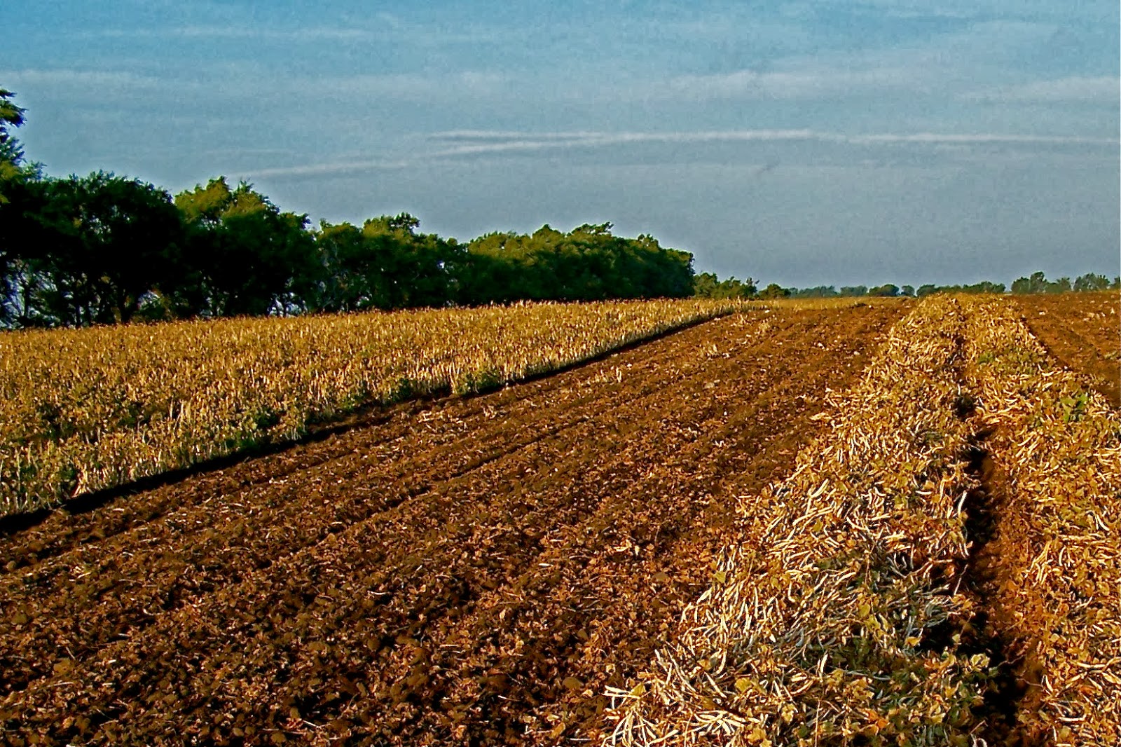 Pinto Bean Harvest Farmer Bloggers