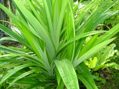 Manfaat Daun Pandan Untuk Kesehatan Dan Kecantikan - Kesehatandia