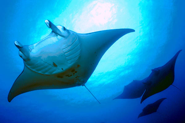 giant manta ray aquarium giant manta ray aquarium