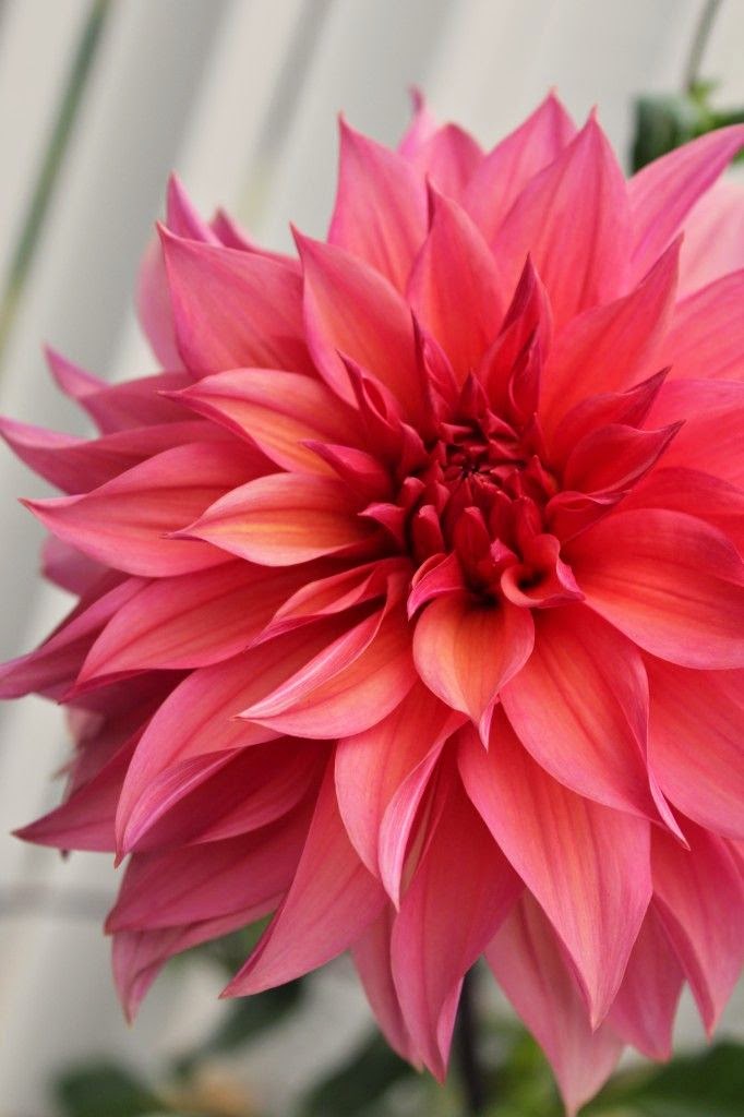 All About Women's Things Four Reasons Why Dahlias Are the Perfect