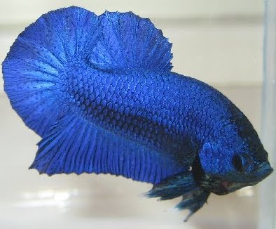 [Anabantídeo] Betta Splendens Betta+plakat