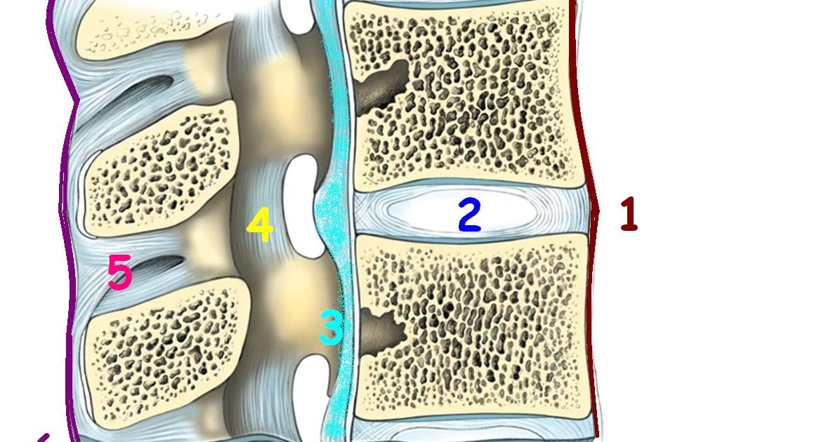 APUNTES (conexiones) LIGAMENTOS DE COLUMNA VERTEBRAL