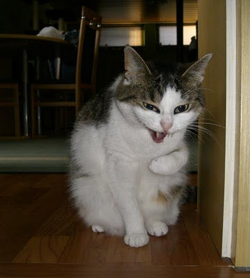 Vampire cat