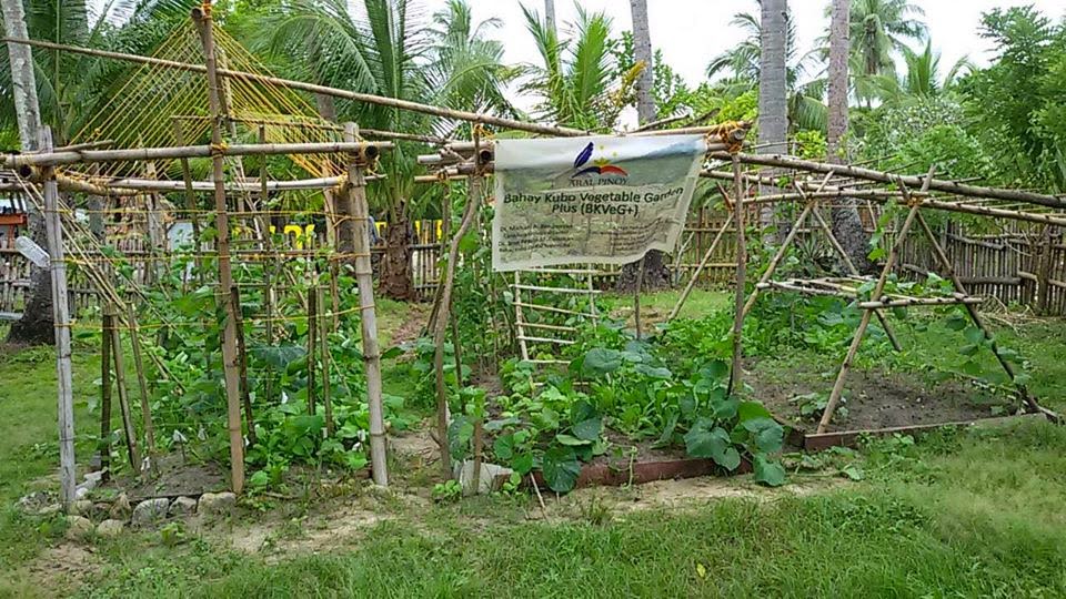 Aral Pinoy Funds Started Training On Vegetable Gardening - Pinoy Vegetable Garden Photos Aral Pinoy Funds Started Training On Vegetable Gardening - Pinoy Vegetable Garden Photos