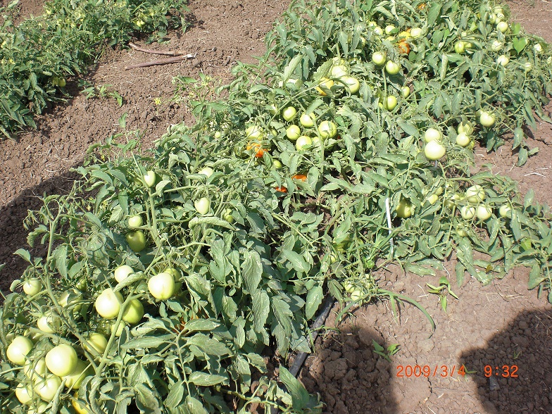 HORTALIZAS FRUTALES hortalizas frutales: