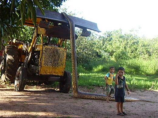 gambar ular besar gambar ular