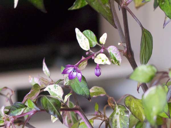 chiliblommor chiliblommor