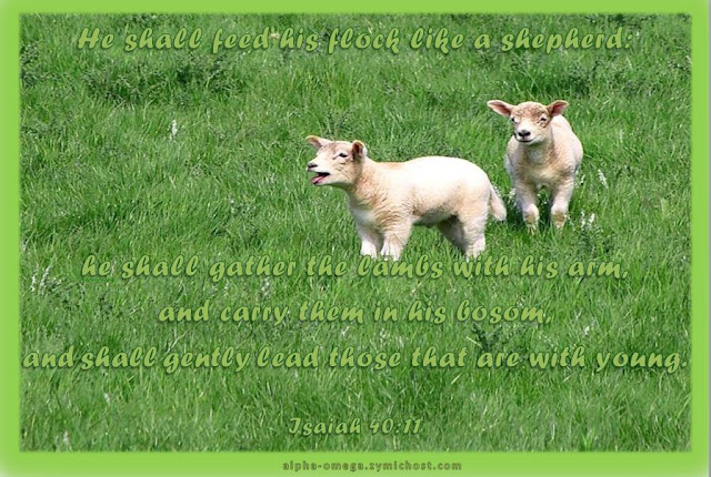 He shall feed his flock like a shepherd: he shall gather the lambs with his arm, and carry them in his bosom, and shall gently lead those that are with young
