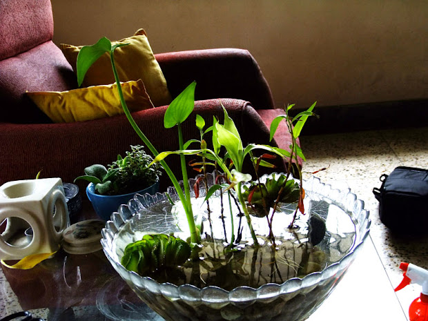 immaculate garden coffee-table